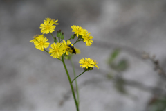 Augochlora nigrocyanea