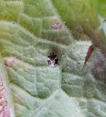 Psyllobora bicongregata