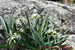 Pancratium illyricum