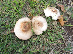 Pluteus