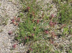 Astragalus monspessulanus monspessulanus