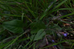 Pulmonaria officinalis