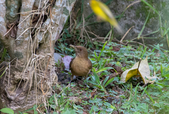 Turdus grayi