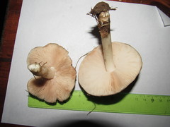 Pluteus