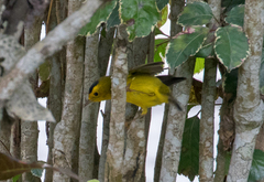 Cardellina pusilla