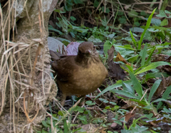 Turdus grayi
