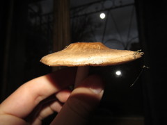 Pluteus