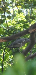 Nyctanassa violacea