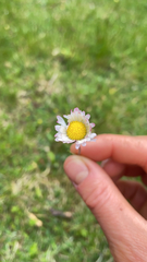 Bellis perennis