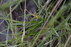 Allium subhirsutum