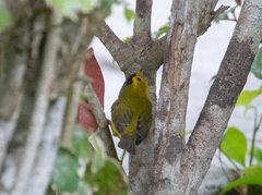 Cardellina pusilla