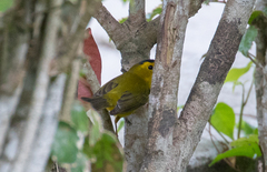 Cardellina pusilla