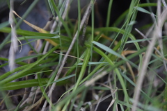 Allium subhirsutum