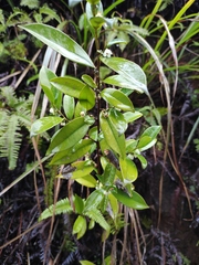 Eurya japonica