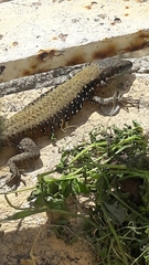 Phoenicolacerta laevis