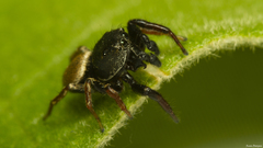 Heliophanus transvaalicus