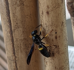 Ancistrocerus spinolae