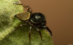 Heliophanus transvaalicus