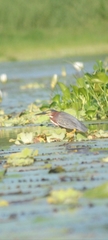 Butorides virescens