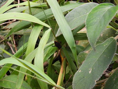 Piezogaster rubropictus