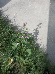 Malva sylvestris mauritiana
