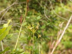 Epidendrum aura-usecheae