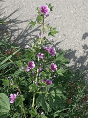 Malva sylvestris mauritiana