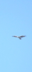 Pandion haliaetus