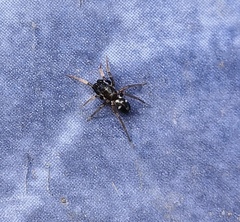 Phrurolithus