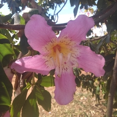 Ceiba pubiflora