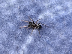 Phrurolithus