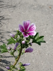 Malva sylvestris mauritiana