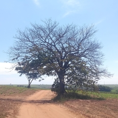 Ceiba pubiflora