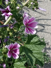Malva sylvestris mauritiana