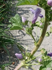 Malva sylvestris mauritiana