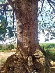 Ceiba pubiflora