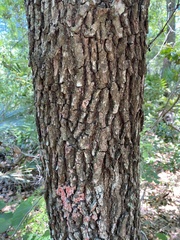 Quercus virginiana image