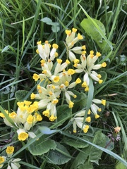 Primula veris