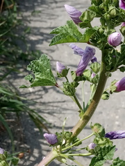 Malva sylvestris mauritiana