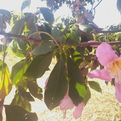 Ceiba pubiflora