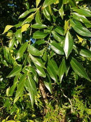 Cocculus laurifolius