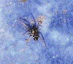 Phrurolithus