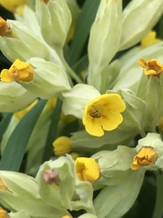 Primula veris