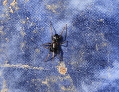 Phrurolithus