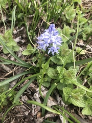 Hyacinthoides italica