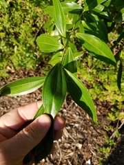 Cocculus laurifolius