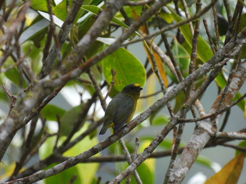 Bronze-green Euphonia (Euphonia mesochrysa), photo 7
