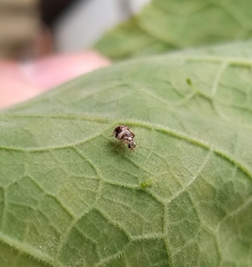 Psyllobora bicongregata