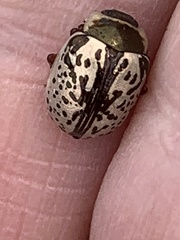 Calligrapha suturella