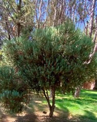 Picea abies